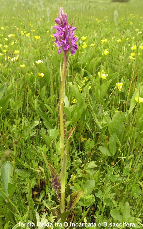 Una giornata tra le orchidee da Villetta Barrea a Scanno - 16 giugno 2021